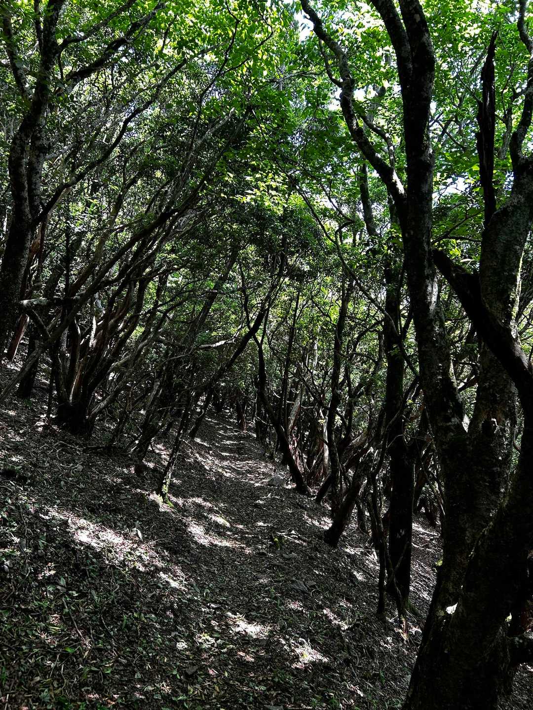 大矢岳-大矢野岳-太郎ヶ迫-駒返峠 往復コースの写真