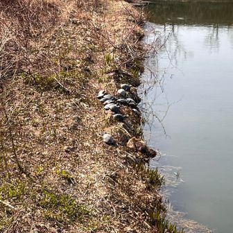 亀たちが日向ぼっこしてた🐢笑