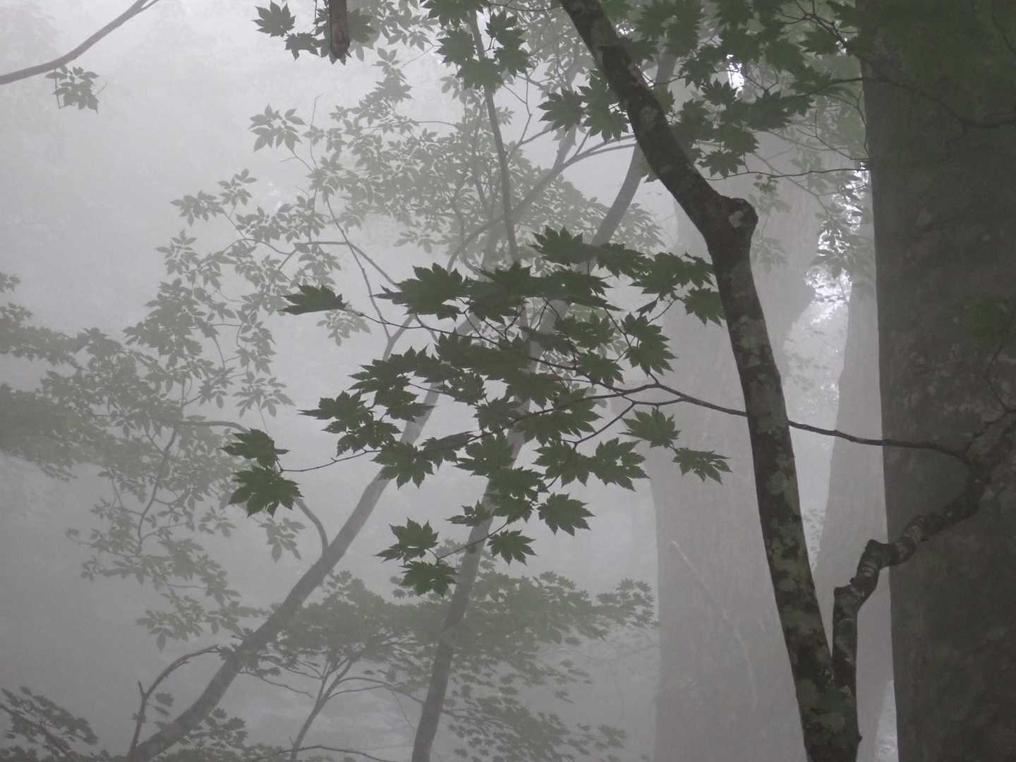 天祖山 往復コースの写真