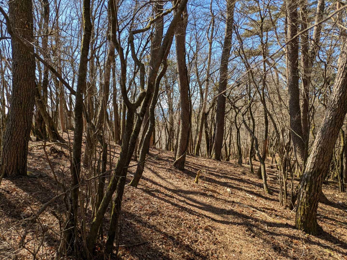 明るい稜線上の山道
