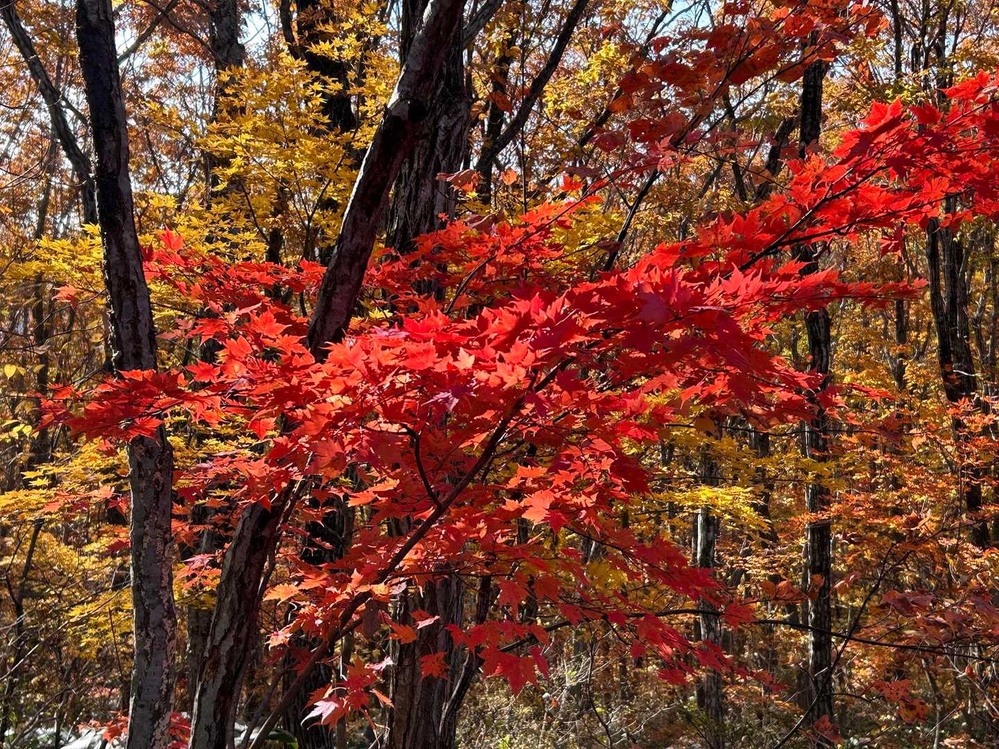 赤🍁