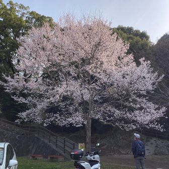 トイレ前🌸満開
今日イチだった😁