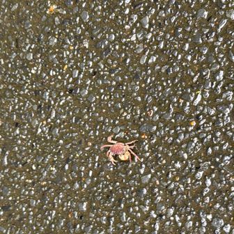 神社手前のアスファルトに🦀ちゃん元気に歩いてた！