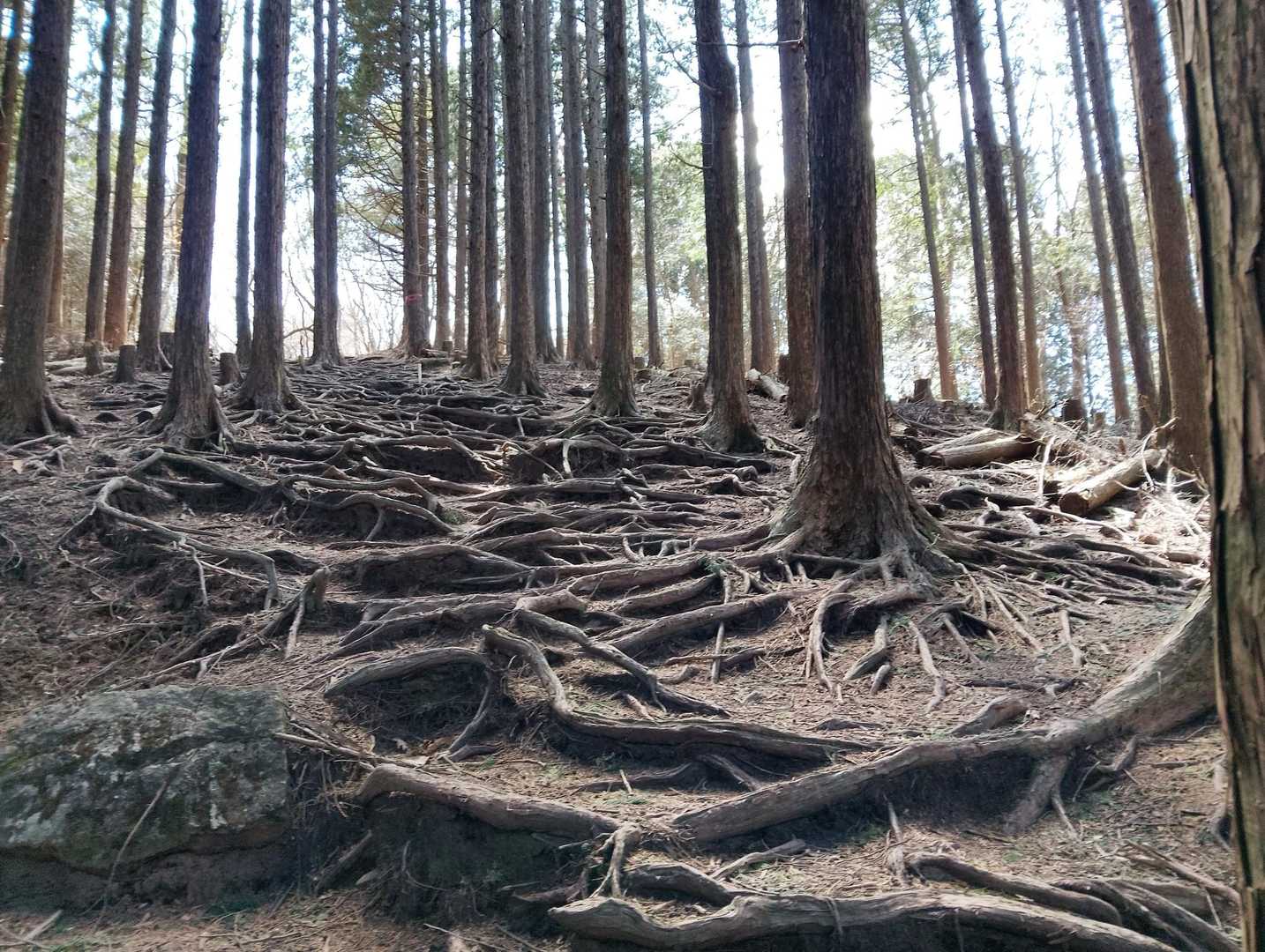木の根っこ登山道
足を引っ掛けない様に慎重に登る
気を許すと転ぶぞ