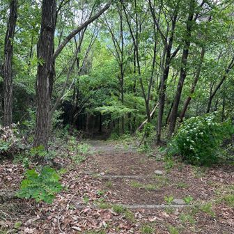 こっちは神田溜へ下るルート