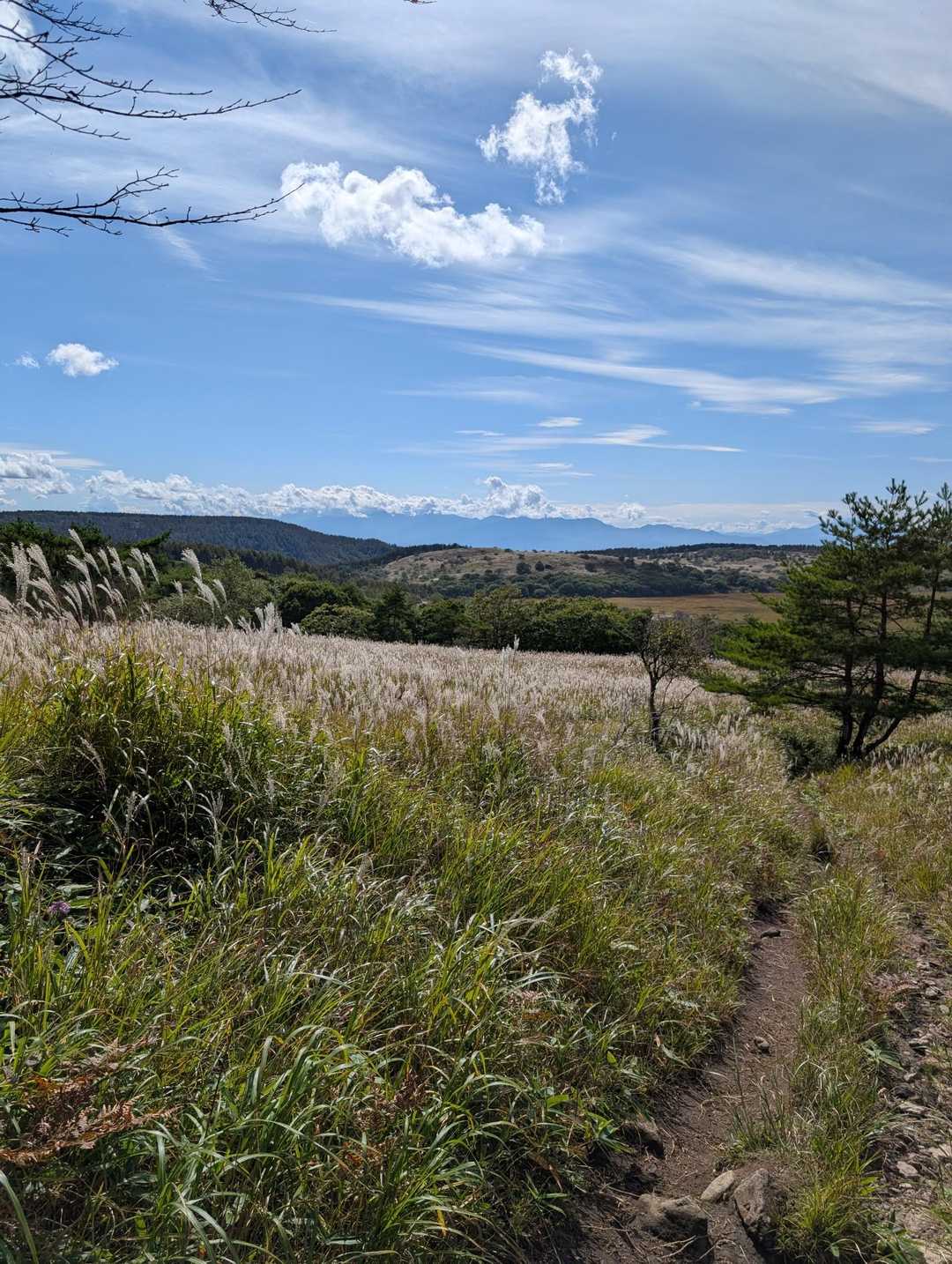 八島湿原バス停-八島湿原入口-霧ヶ峰湿原植物群落-男女倉山 周回コースの写真