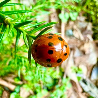 初めてあったーーーー🤩
ハラグロオオテントウ😍🐞思ってたよりビックサイズ！！見れて嬉しい😭✨✨✨