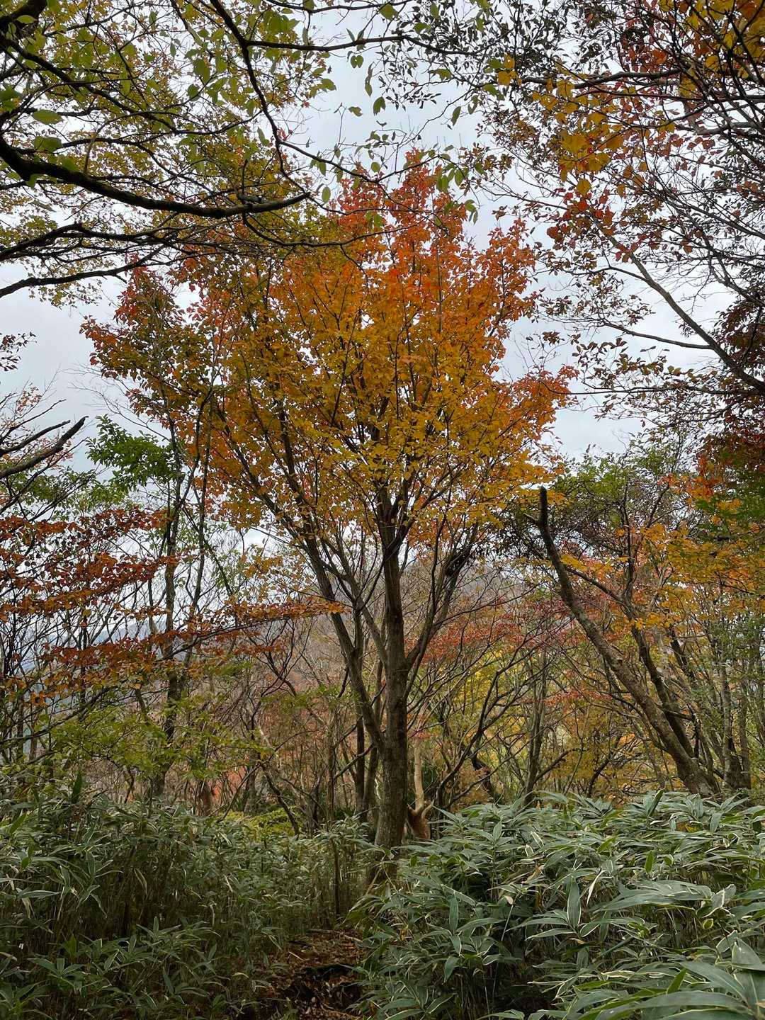 乙女駐車場-乙女峠-長尾山-金時山 往復コースの写真