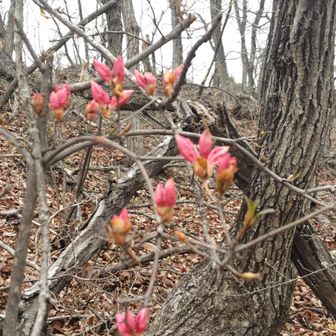 つつじ山のヤマツツジ、もうすぐ咲きそう