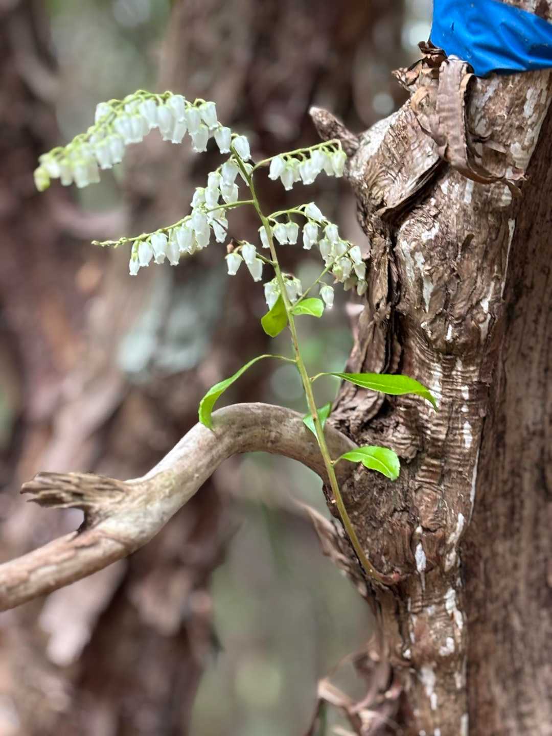 こんなところから…馬酔木🌱