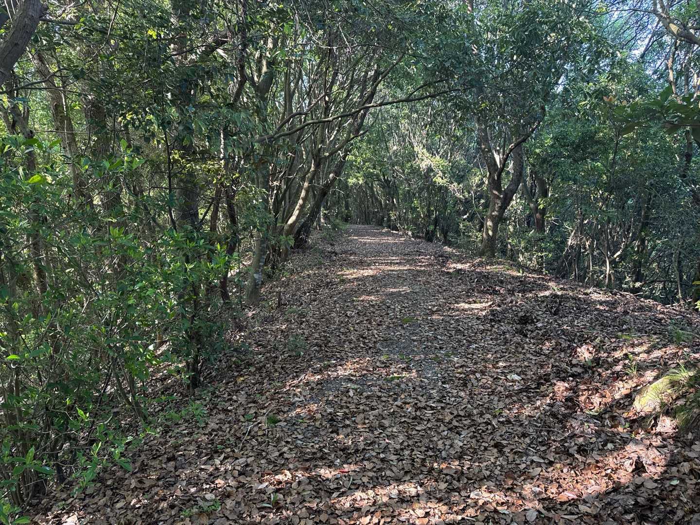 高舞登山-茶屋峠-金比羅山 往復コースの写真