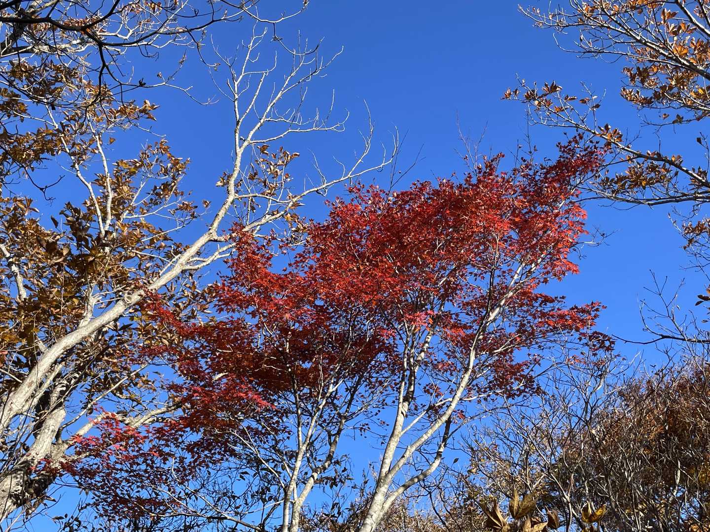 峯紅葉、綺麗な赤です