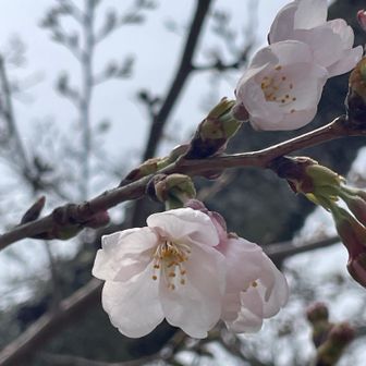桜🌸