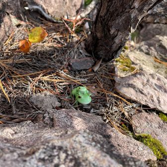 えっ！🐸君は何時からいた、
気付かんかった。
