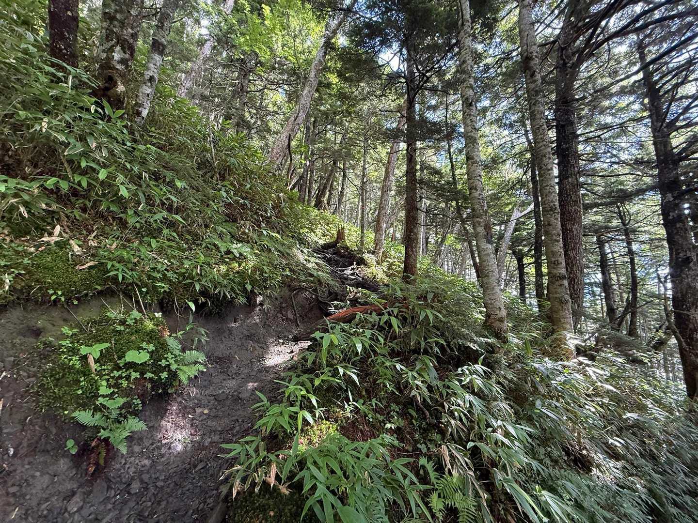 ダラダラと樹林帯の中登っていく。