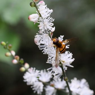 イヌショウマ