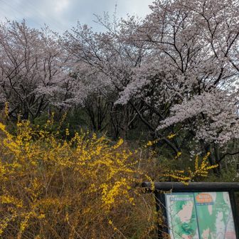 登山口の桜は見頃、散り始め