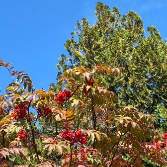 今年の紅葉は、色が今ひとつとのこと
でもきれい