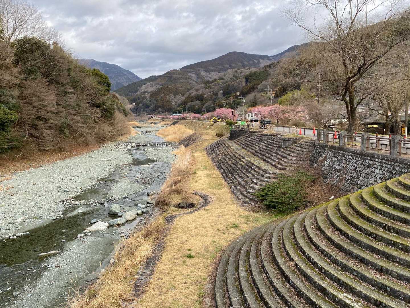 橋からの中津川に桜🌸並木