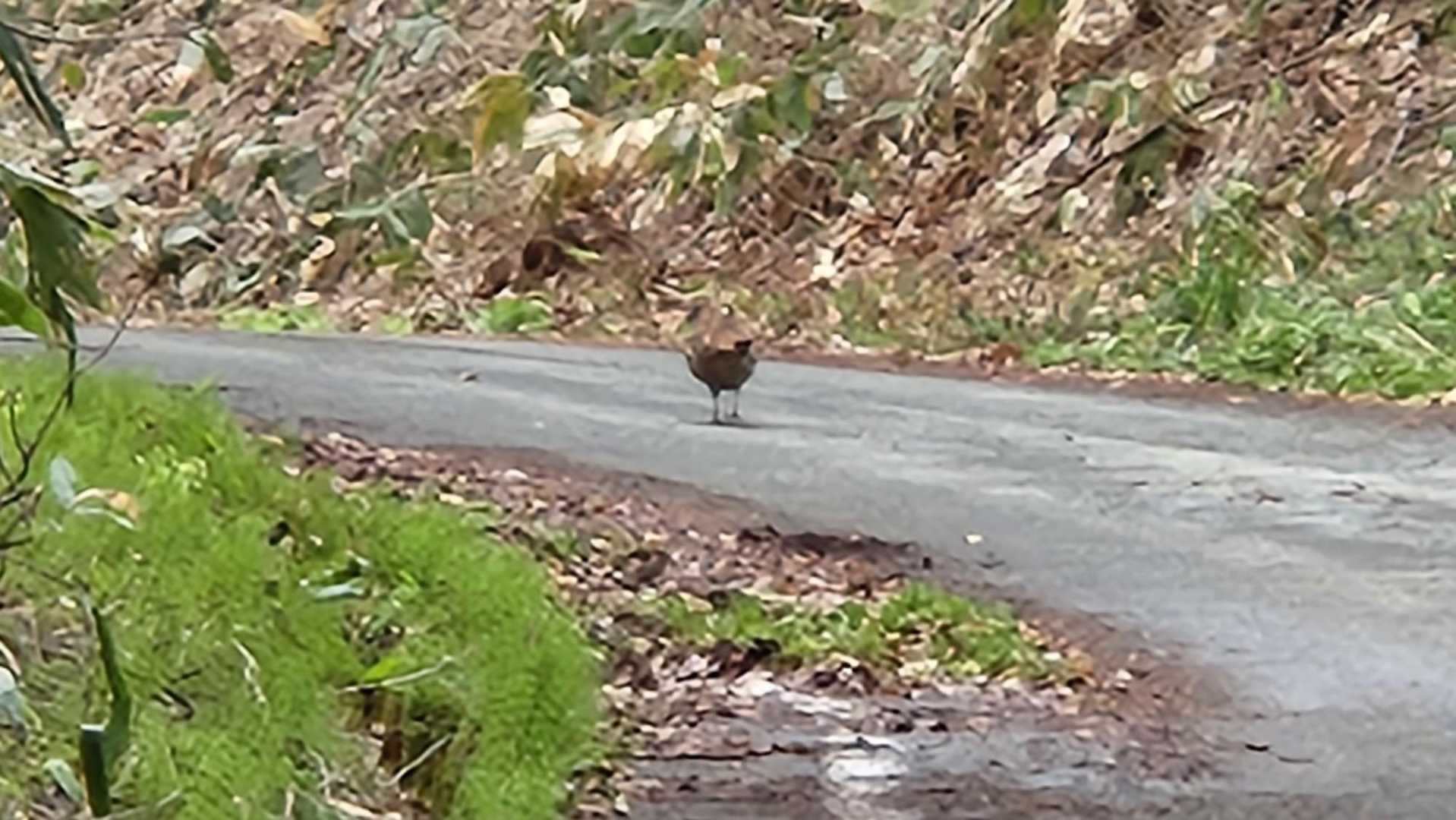 ゴール。遠くに鳥が見えたのでズーム🔍️
何の鳥だろう､､?
逃げないところを見ると､､カラス?🐦️
