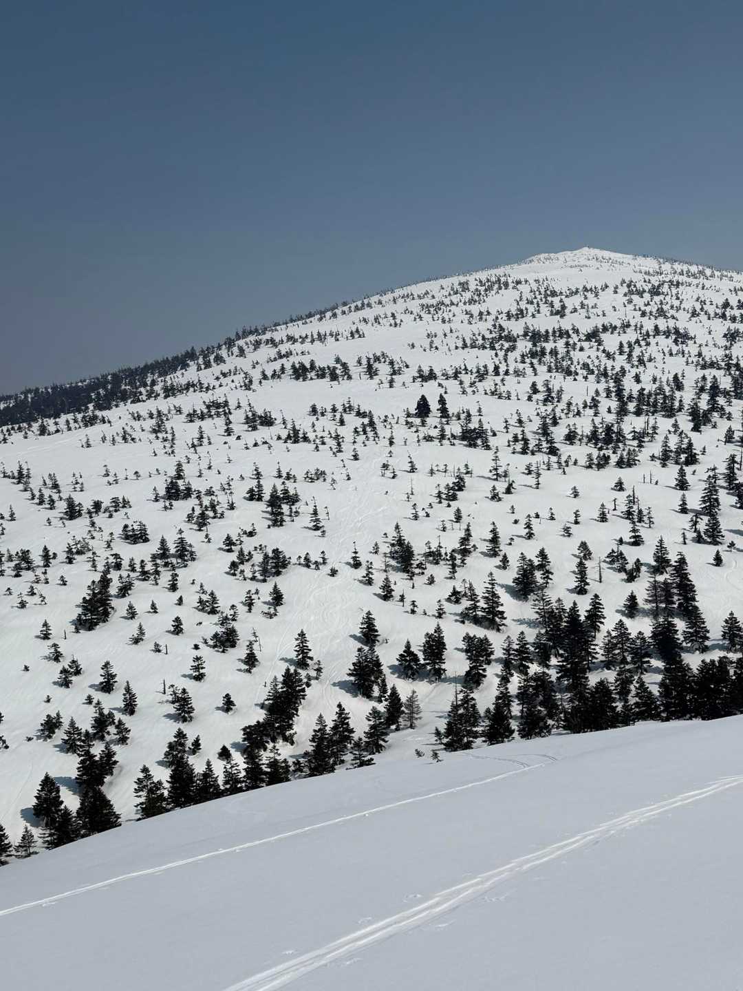 山頂から木々の間を滑走してきた森吉山の斜面⛷️
重い雪でしたが、ストップ雪は無しでした👍