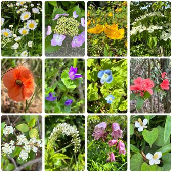 出会ったお花💐
・ヒメジョオン
・ガクアジサイ
・キンシバイ
・ヤマボウシ
・ナガミヒナゲシ
・キキョウソウ
・オオイヌノフグリ
・ヤマツツジ
・ネズミモチ
・オカトラノオ
・ホタルブクロ
・ドクダミ
花のお陰で、ゆっくり山歩できました💮