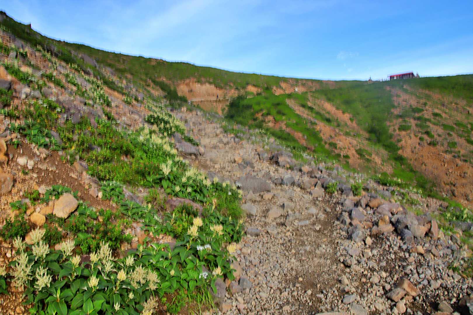 峰の茶屋跡避難小屋が近づくと、登山道沿いはウラジロタデの花盛り。