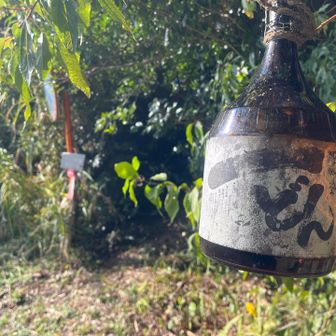 舗装路に出てきました♪何故ここに、一どんの瓶🫙？