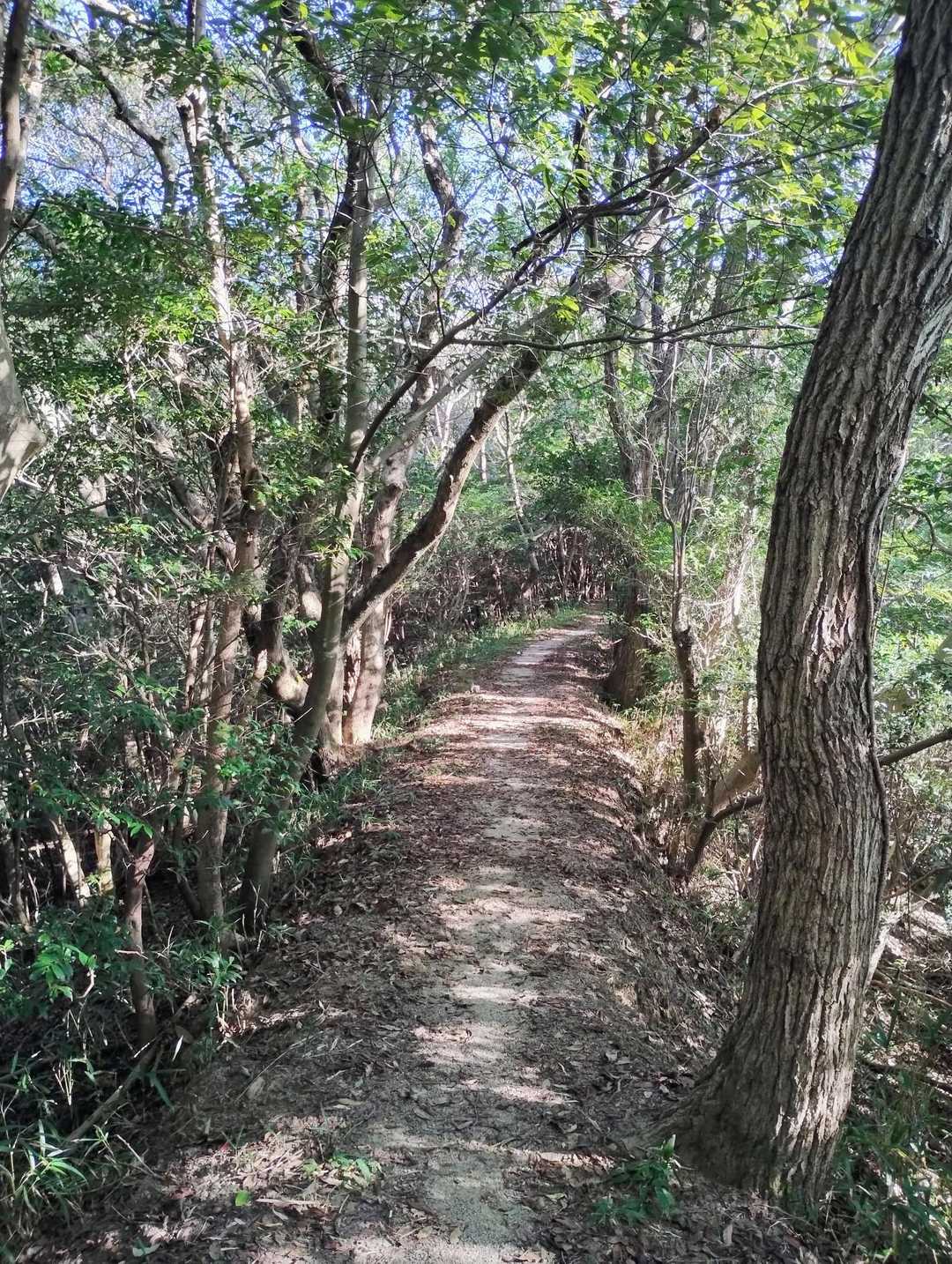 尾根道ばっかりです