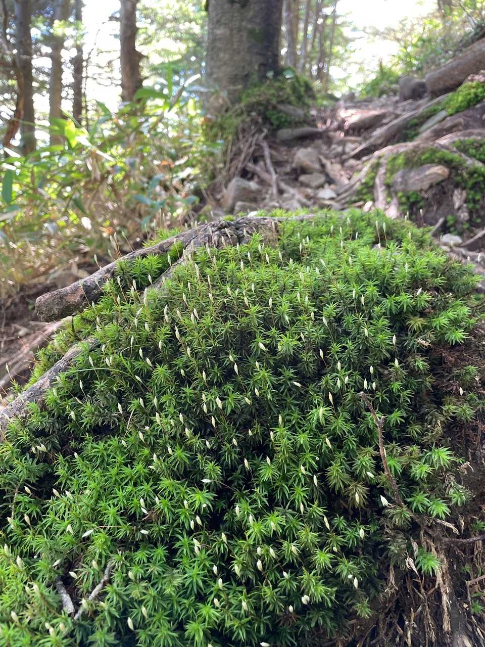 篭ノ登山-水ノ塔山 往復コースの写真