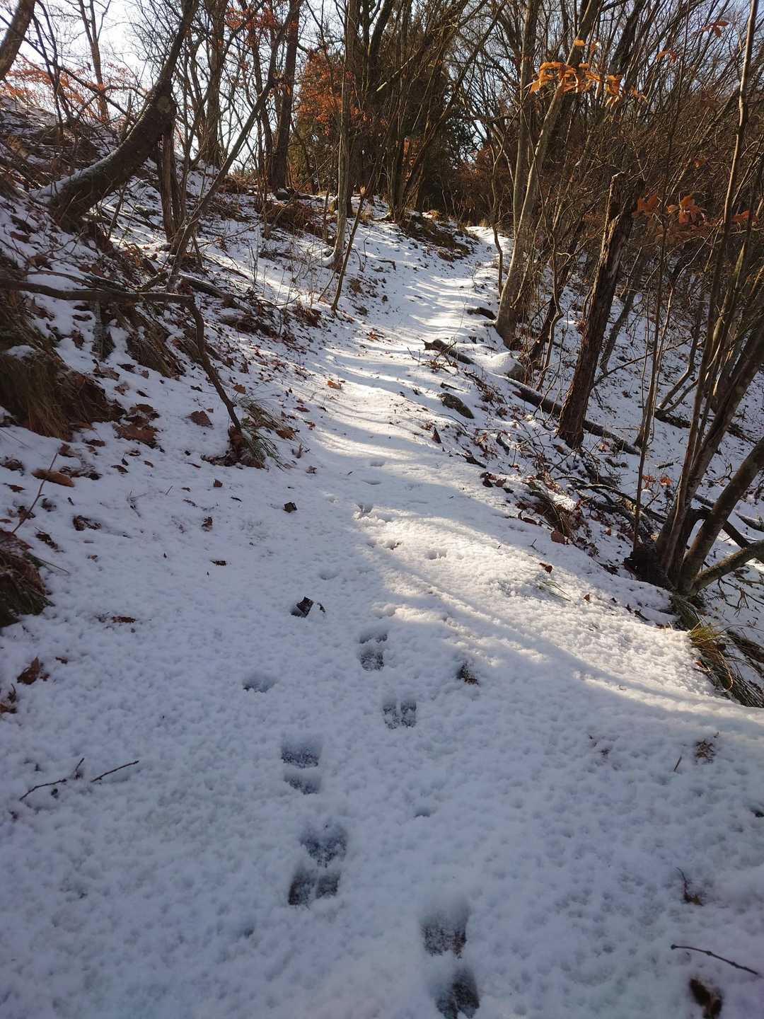 だ〜れの足跡もない😥
動物さんの🐾のみの道中