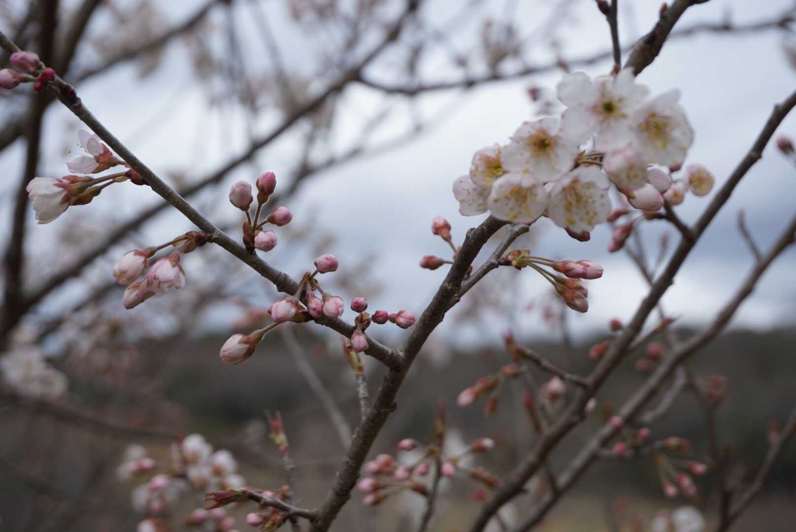 桜も咲き始めてます。