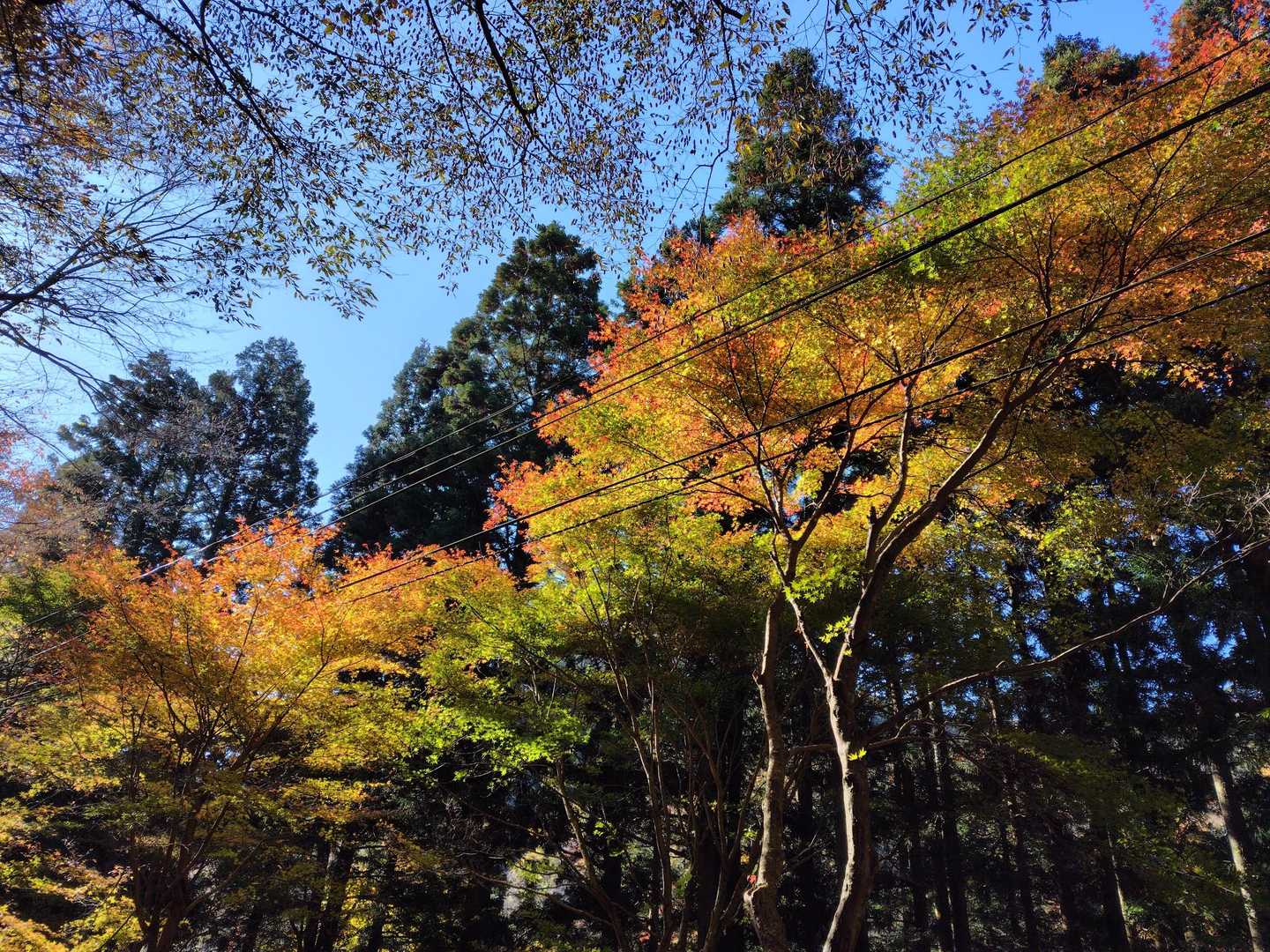 🍁