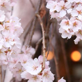 先週小野アルプスの帰りに三宮で買った(型落ちの)赤はちまきレンズをおろしてきました。