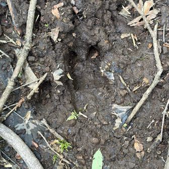 鹿の足跡🦌　福井は鹿が蔓延っているらしいです