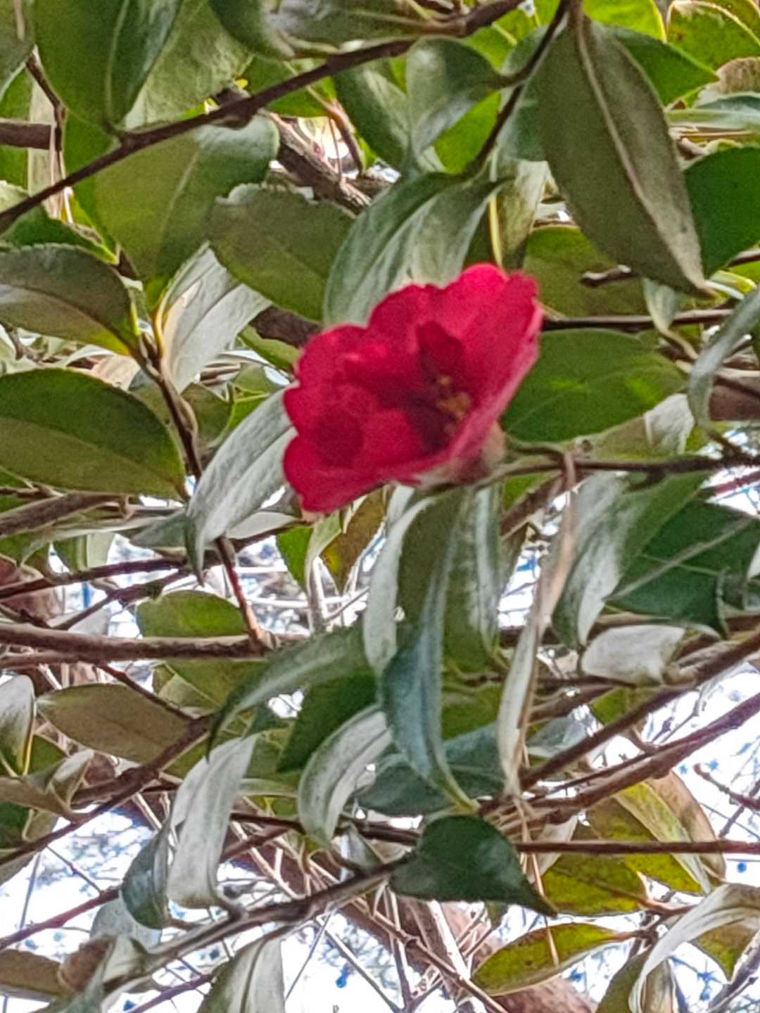 椿？山茶花？