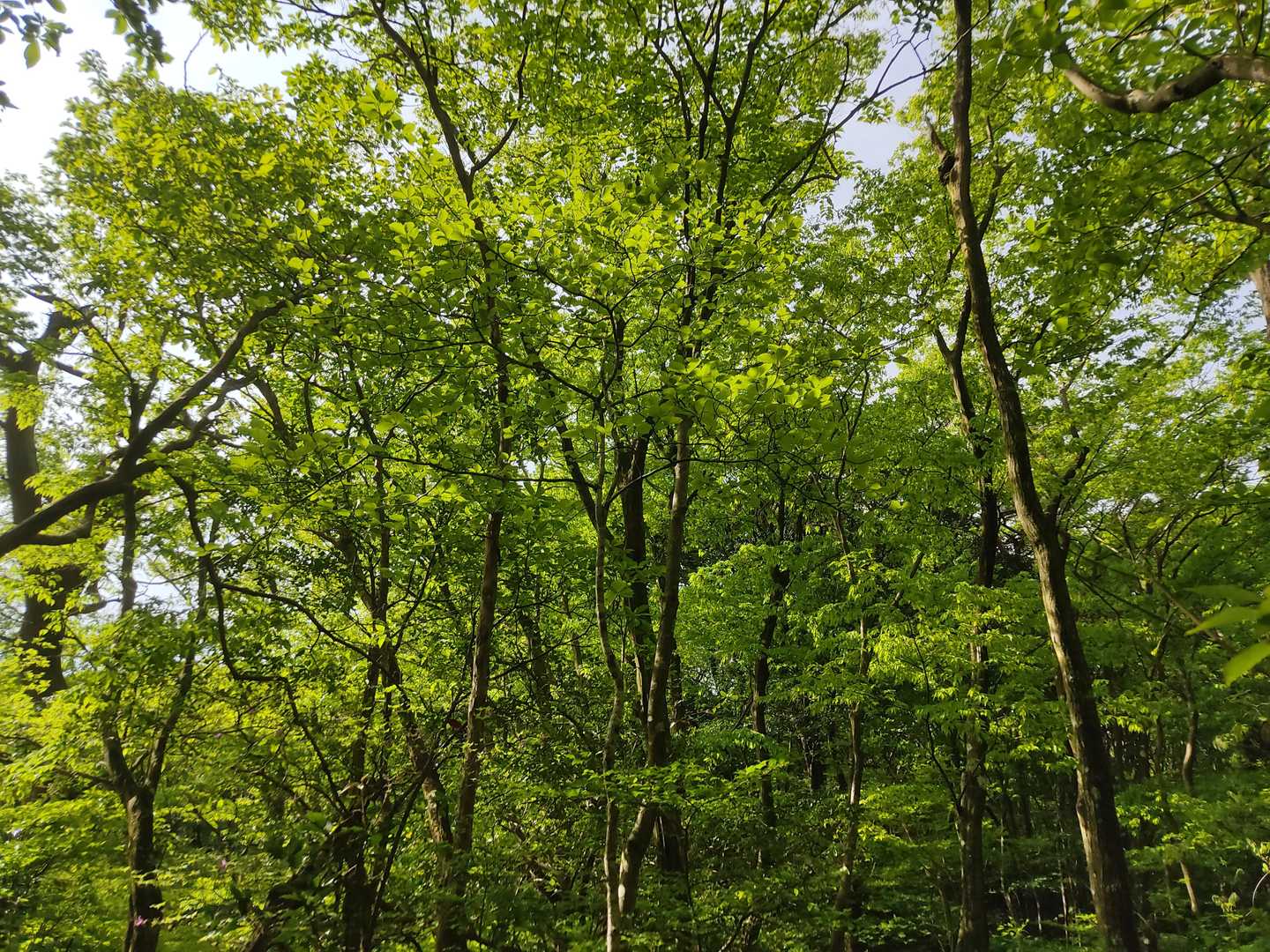 山の中に入るとすぐに新緑の森に囲まれめちゃくちゃ輝いていて綺麗でした。