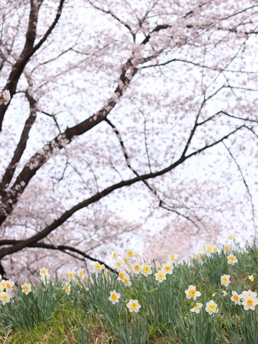 大好きな水仙と桜の場所
写真何枚撮ったかな
30分近くいたみたい