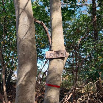 坊主山山頂🔺（４座目）この手前に石碑あり