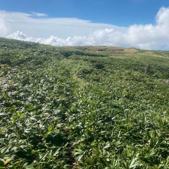 別山平　作業前　背丈は低いものの道が見えなくなってました。