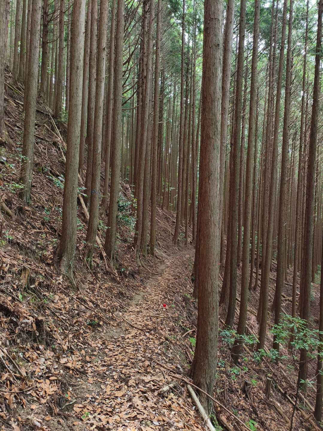 春埜山-鳥居沢山 周回コースの写真