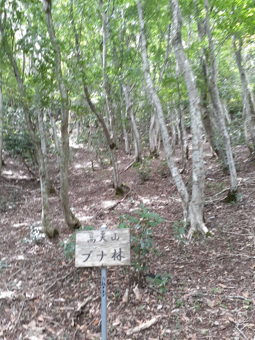 ブナだ～💕。
一瞬ですが。