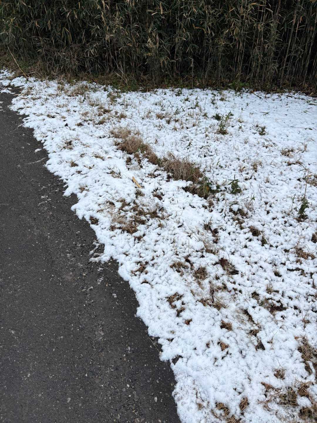 芝生には❄️が残っていました。