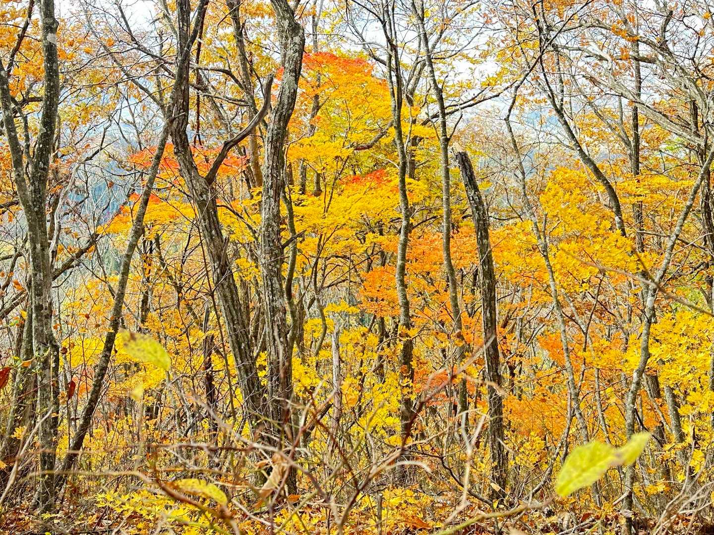 🤩🍁