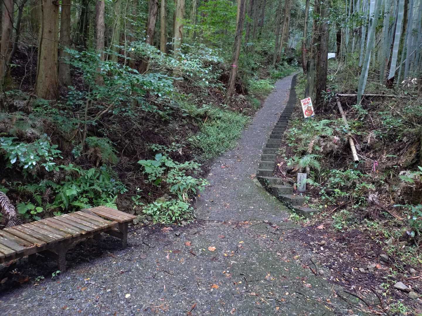 登山道はセメントorアスファルトが
多いですが、かなり苔が侵食しており、雨天後は滑ります🐸