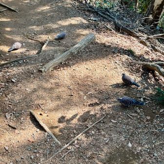 この場所にいつもいるキジバト。
全く逃げないし土鳩より可愛いね😍