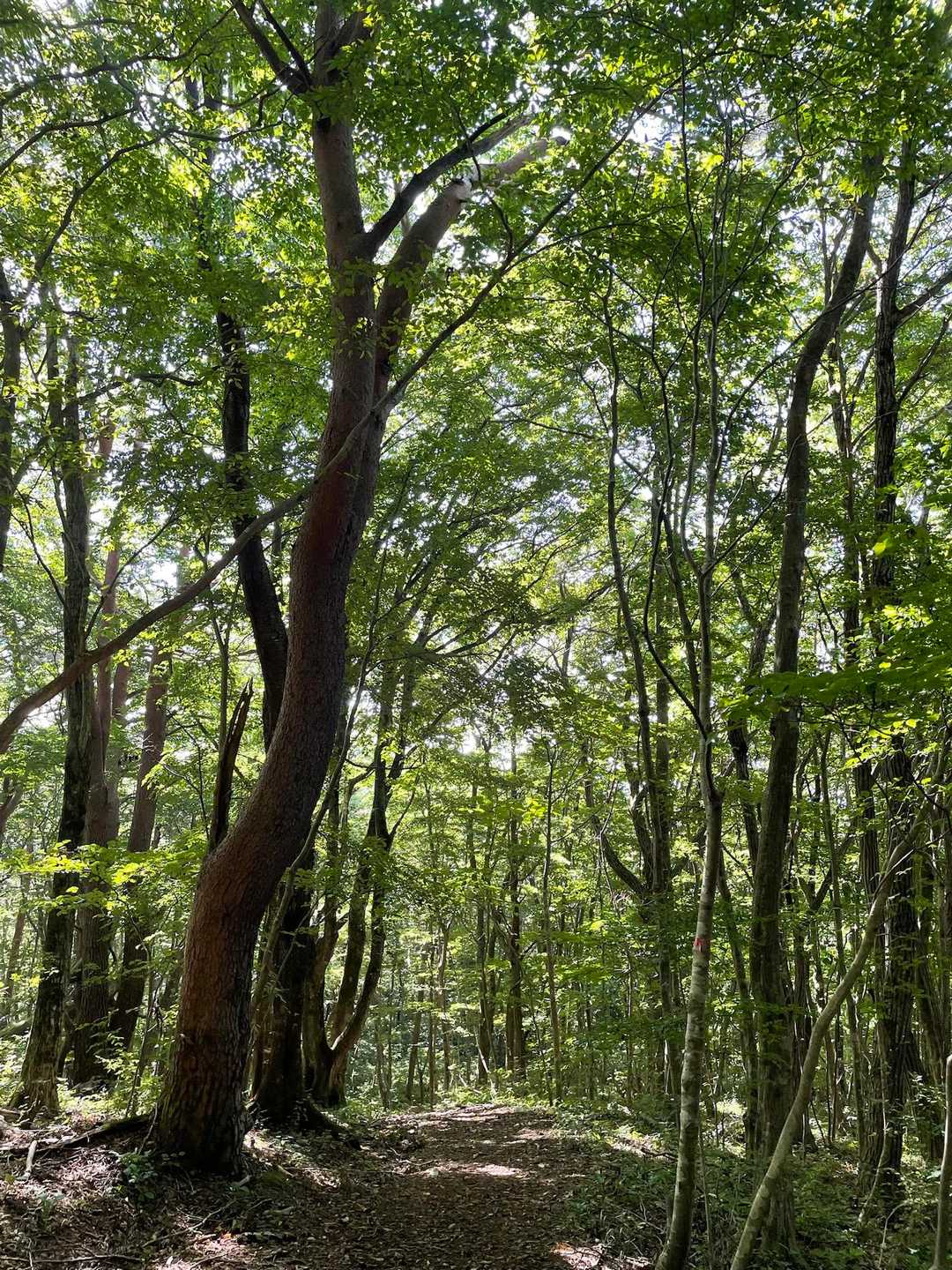 登山路🚶‍♀️は、ナラの木🍃などの広葉樹に囲まれ、開放的で快適な気持ちの良い林間コースです。
