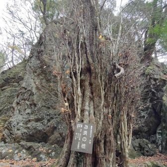 ロックガーデンの桂
樹齢300年　
樹高38m　樹回り4m