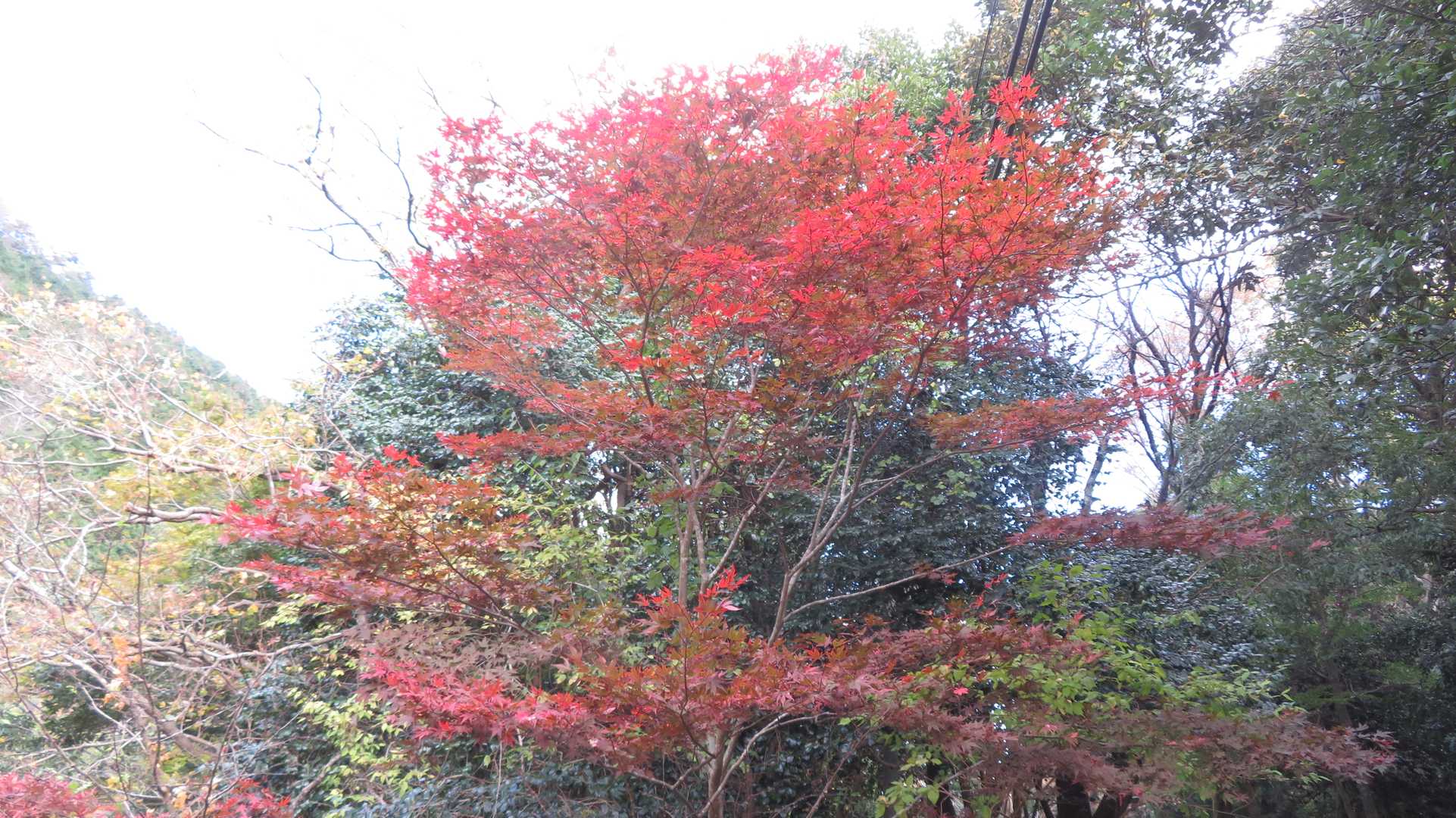 最後の紅葉　ありがとうございます