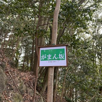 頑張って登ります